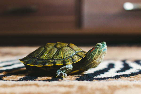 家中养龟可以改善家居风水。