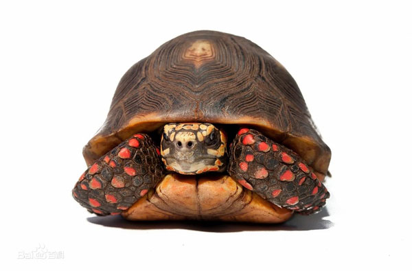 红腿陆龟是少数极为聪明、互动性很高的龟，属于受保护动物，严禁个人买卖和饲养。