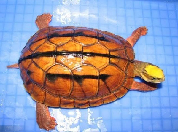 背壳上有川字的金钱龟，是很受欢迎的宠物龟之一。