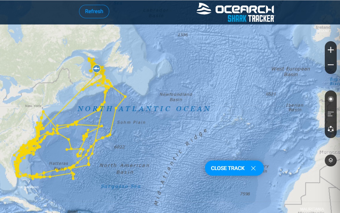 黄色线条是大白鲨超过1年的游动路线。