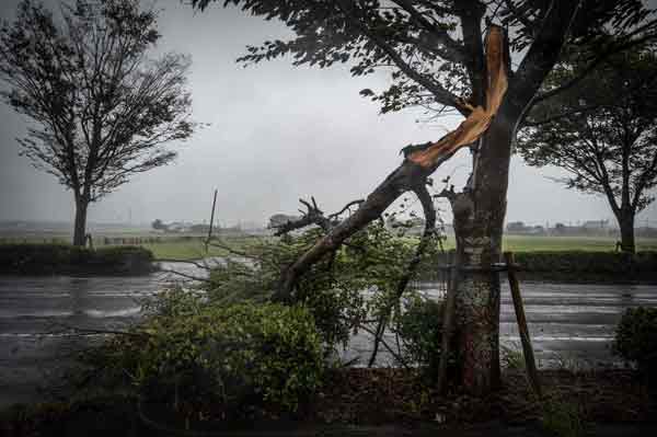 台风“南玛都”来袭，日本鹿儿岛县出水市的树木被强风吹袭折断。（法新社）