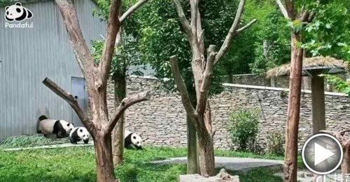 ◤四川6.8级地震◢ 地震瞬间 熊猫妈妈带幼崽飞奔避险