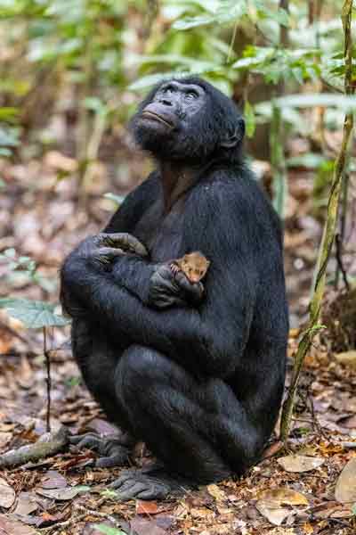 动物专家指，雄猩猩抱着小獴看似“暖男”，其实可能只是把它当成食物。