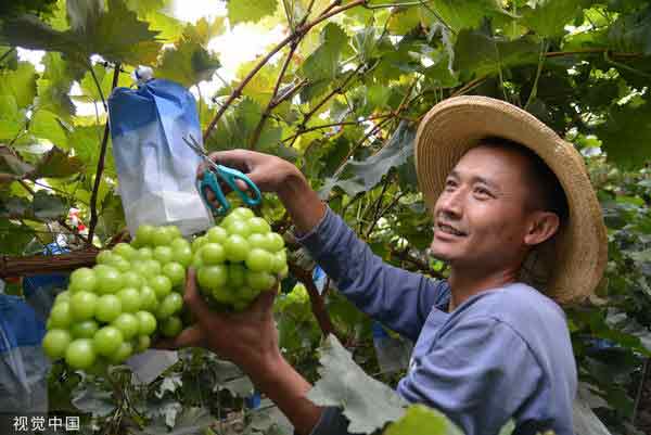 云南晋宁“阳光玫瑰”葡萄收成，抢占中秋市场。