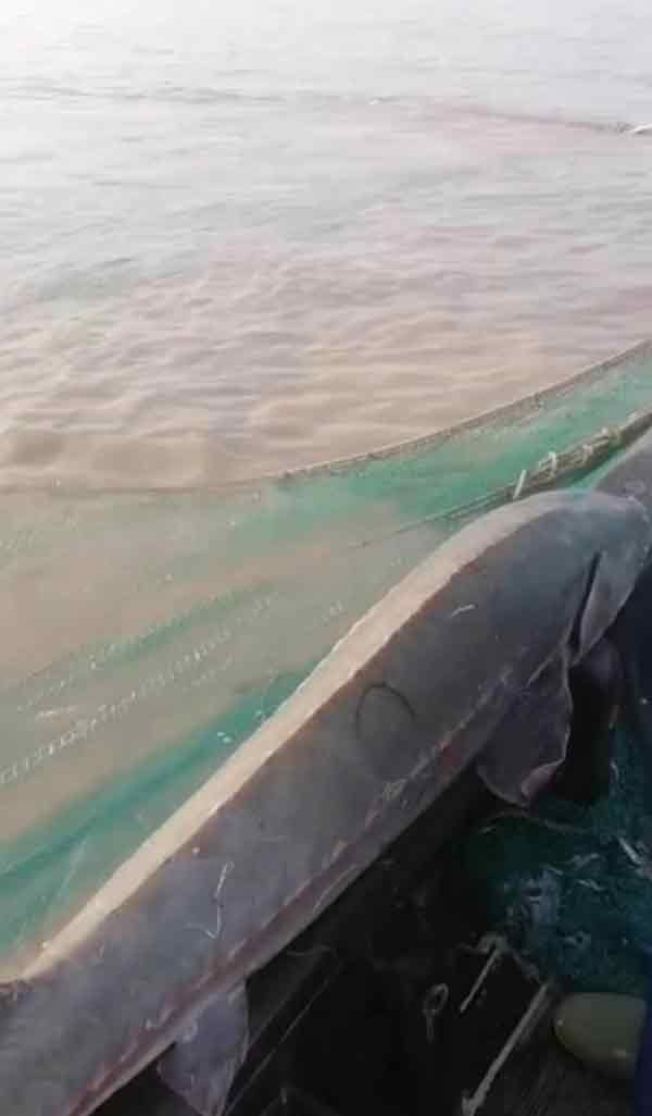 浙江宁波有渔民捕获到一条长达2公尺、重逾100斤的野生中华鲟。