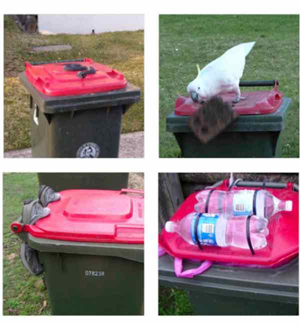 澳洲悉尼凤头鹦鹉能够自行打开垃圾桶盖，居民发展出各种防止鹦鹉开盖的防御手段。