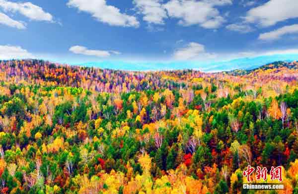 <b>内蒙古秋日色彩</b>－－　秋风吹过中国内蒙古大兴安岭，远远望去，森林里交叉着松树、白桦、柞树和一片片混交林染成不同的色彩，让人赏心悦目。 （中新网）
