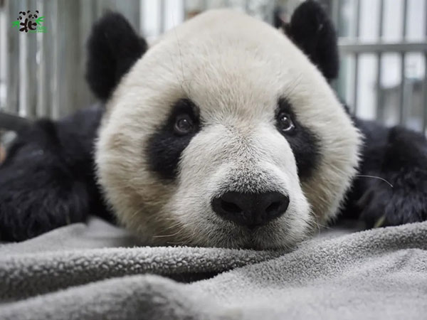 panda taiwan 中国 熊猫 台湾