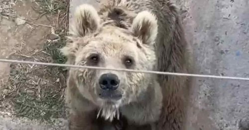 棕熊瘦成皮包骨  动物园：只是老了