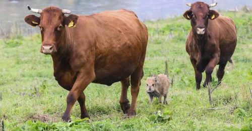 小野猪渡河迷途  混进牛群里一起生活