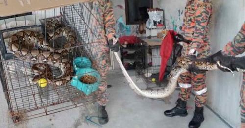 猫笼变蛇笼 5尺长蟒蛇生吞家猫