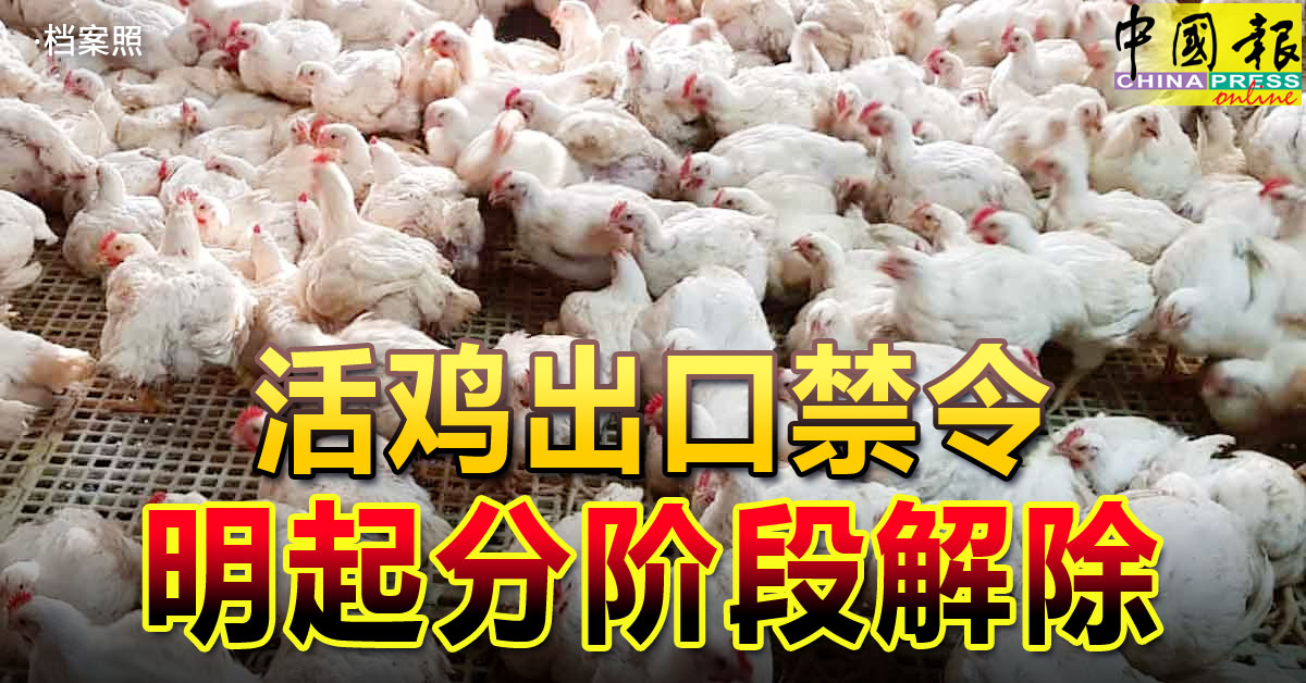 活鸡出口禁令 明起分阶段解除