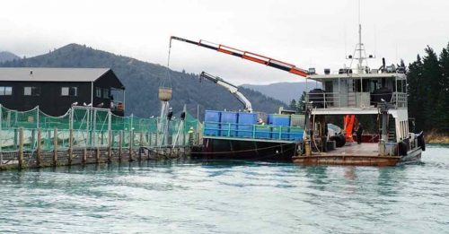 纽西兰官方报告  75%鱼含塑胶微粒