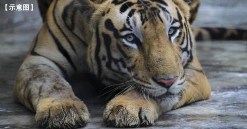 印度捕获咬死13人野虎 当局商议野放或圈养