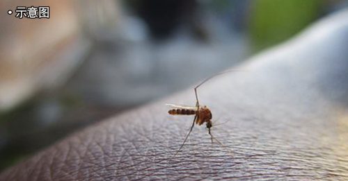为何有些人特别“招蚊子”？