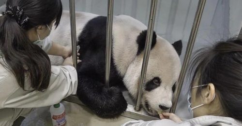 中赠台熊猫“团团” 脑部恶性肿瘤几率大