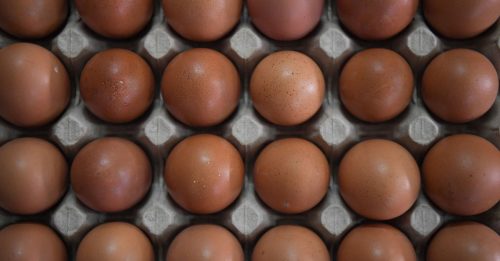 不进口鸡蛋 免国人吃贵蛋
