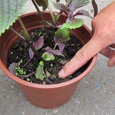 用手指辨试土壤的潮湿度，太干太湿都不适合植物生长。