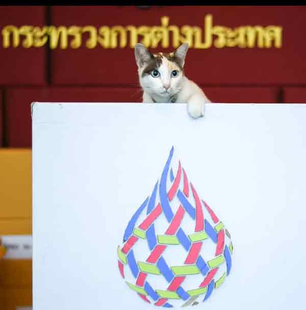 APEC summit,endorsement,cat