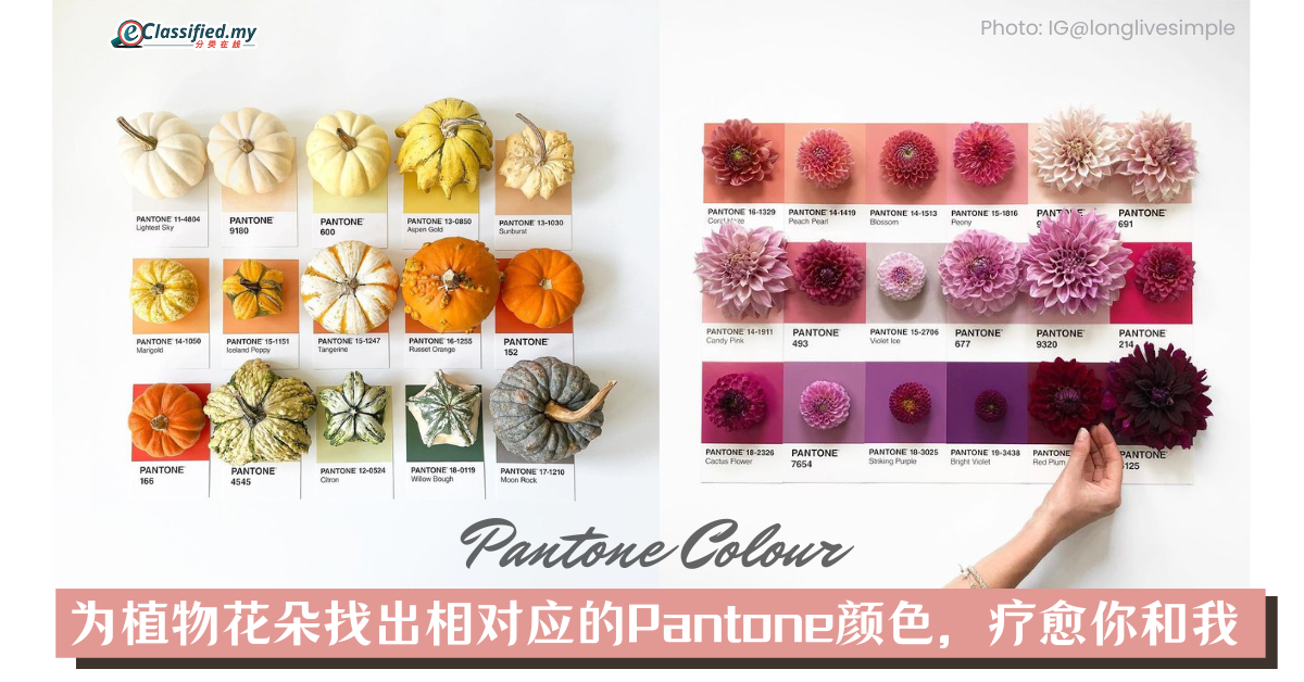 【时下Fun事】为植物花朵找出相对应的Pantone颜色，疗愈你和我