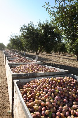 三基机构在美国加州专属的黑枣果园，种植大量的黑枣，严格把控黑枣果的种植及采摘。
