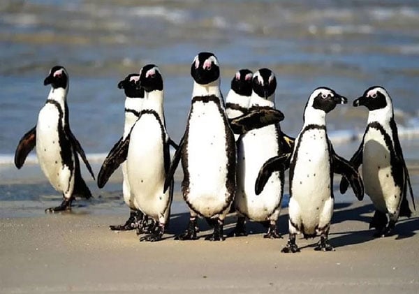 PENGIUN 企鹅 南非 禽流感