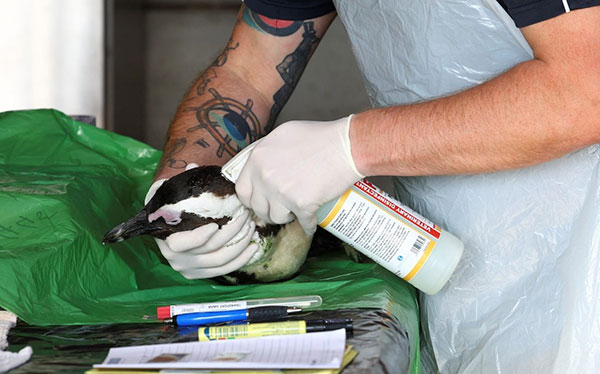 PENGIUN 企鹅 南非 禽流感