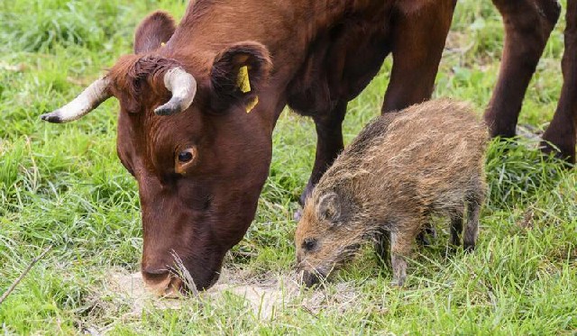 德国1只小野猪渡河时和家族走散，混进一群牛牛里面生活。（美联社）

