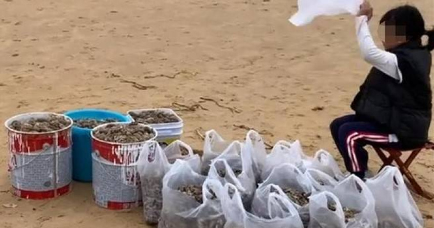 山东烟台市牟平区、高新区多处海滩退潮后出现大量海鲜，海滩上遍布着虾、海肠等，市民们赶紧拿着桶子和塑胶料开始捡拾。