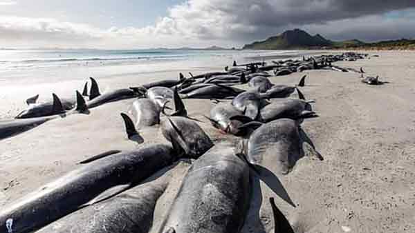 在纽西兰沙塔群岛海滩搁浅的领航鲸。
