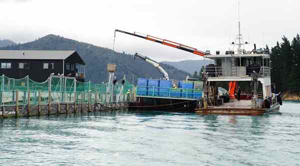 纽西兰马尔堡峡湾地区去年因海水温度变化，导致多个鲑鱼养殖场鱼群死亡。
