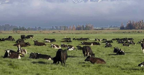 全球首例  纽西兰2025年 拟征畜牧业温室气体税