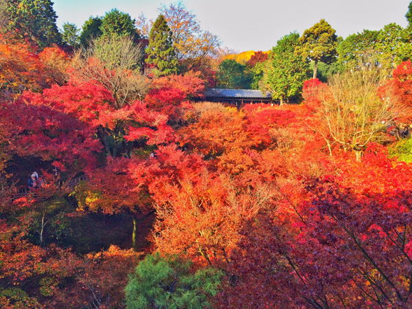 掩映在红叶中的东福寺。