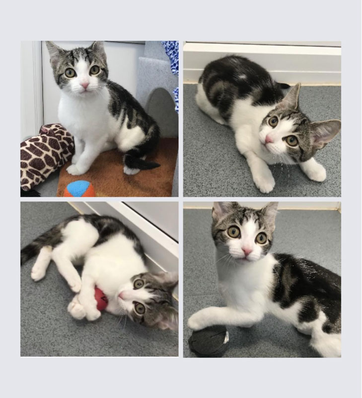 流浪猫,无性器官