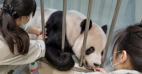 大熊猫“团团” 突发4次癫痫