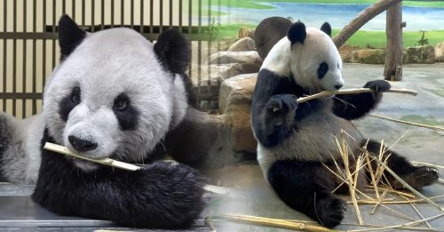大猫熊团团癫痫难控 动物园含泪放手