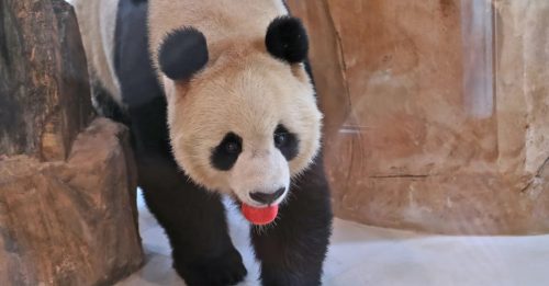 熊猫只听四川话 饲养员含泪学习
