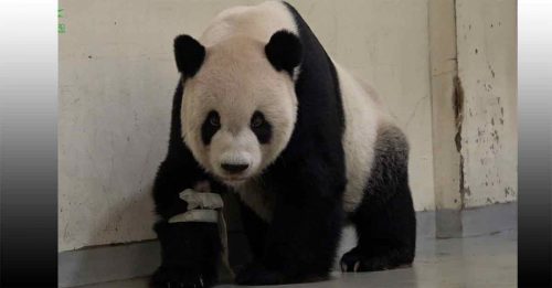 大熊猫“团团”离世  遗体制成标本保存　