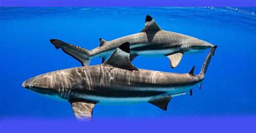 90%或54种鲨鱼被纳入 《华盛顿公约》保护清单