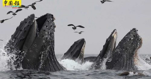 蓝鲸每日猎食吞下  逾43公斤微塑料