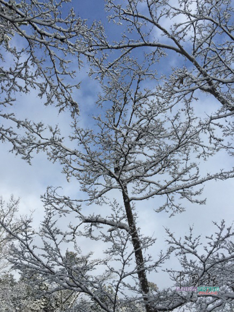 在蔚蓝天空下的树木，被风雪披上厚重糖霜，更显梦幻。