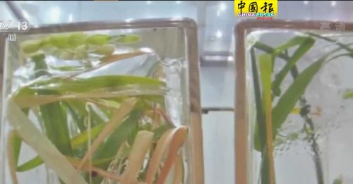 中国太空站 成功种出水稻