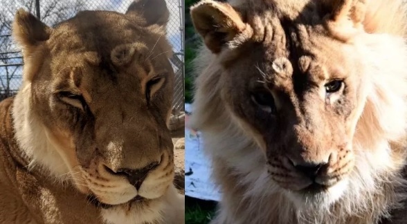 动物园一只高龄18岁的母狮Zuri近几个月来可以长出鬃毛，左为长出鬃毛前，右为近日照。
