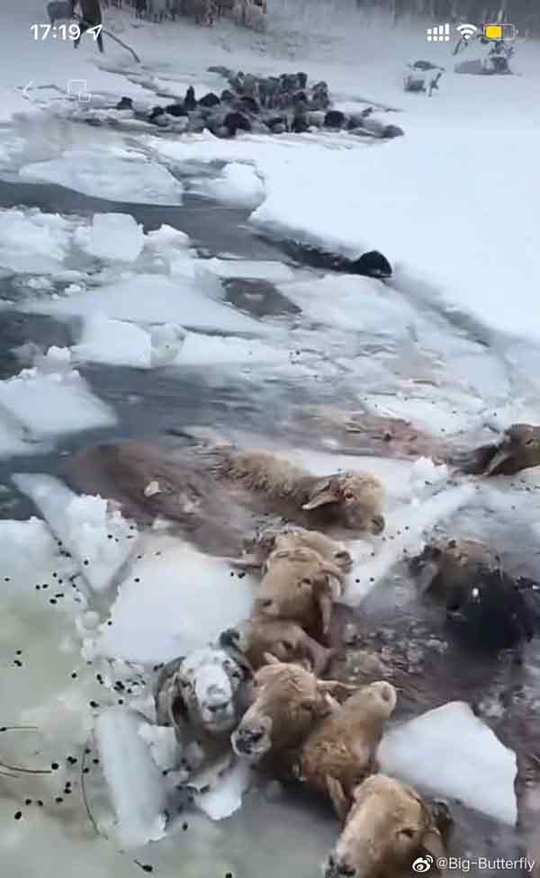 　新疆暴雪，牛羊受灾面临饿死。