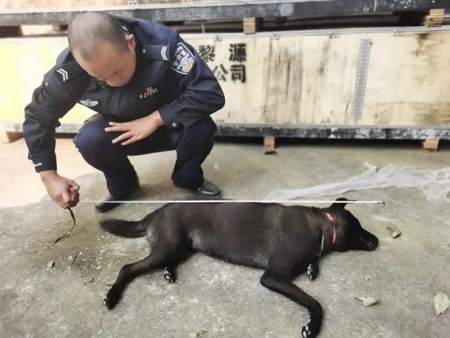 犯罪集团从毒杀犬只、加工到销售都一条龙完成。