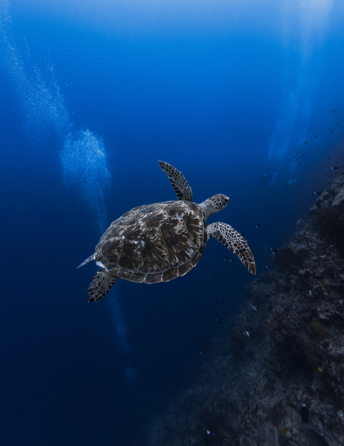 由于生态环境受到保护，西巴丹的海里几乎处处可见海龟。