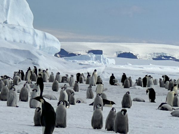 这是冰海上捕食区的一幕，帝王企鹅爸妈带着4个月大的毛茸茸雏儿，步行五十多公里路来到新生活区。我们亲眼目睹，震撼非凡！