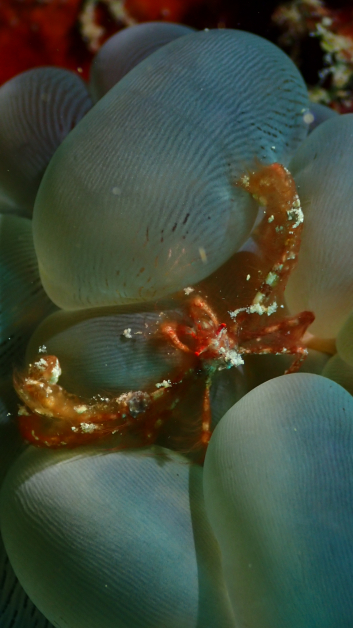 藏匿在气泡珊瑚中的红毛星星蟹（Orang Hutan Crab）。