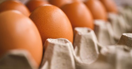 商家：解决鸡蛋短缺 应禁出口 增饲料补贴
