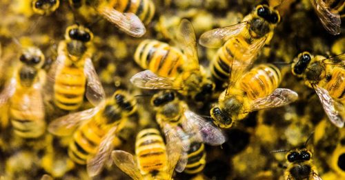 深信蜜蜂是祖先化身 与蜂对话 男被螫死！